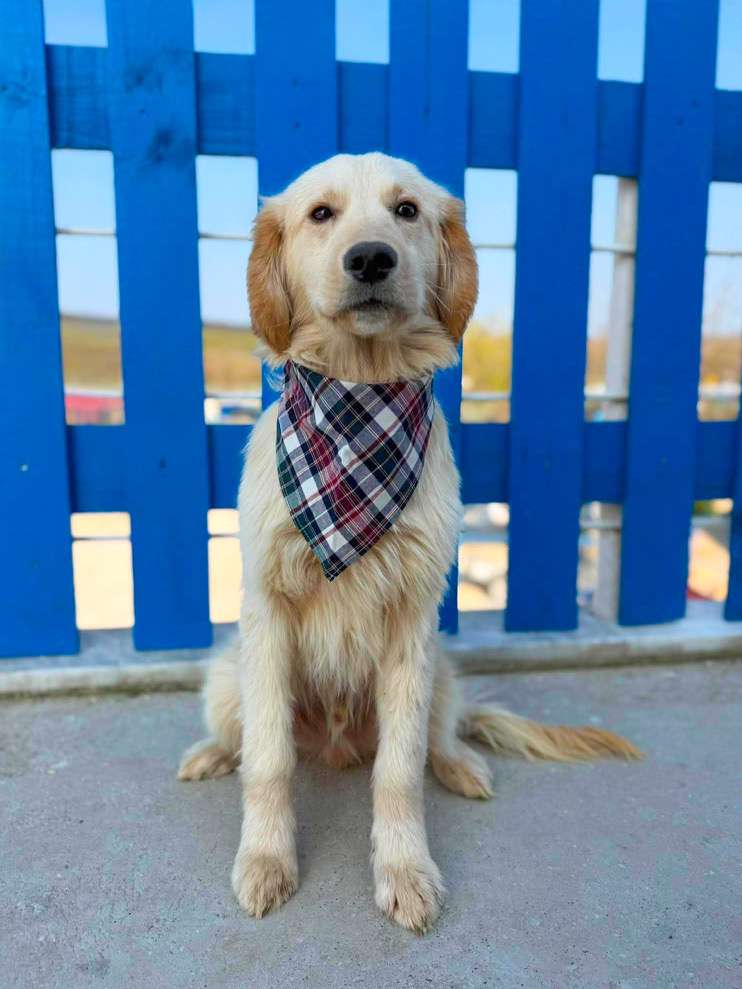 *ADOPTED* <br> Finn 