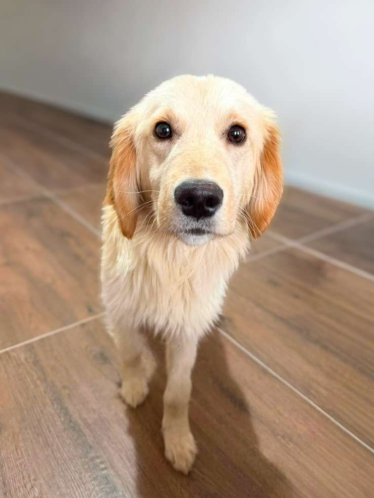 *ADOPTED* <br> Finn 