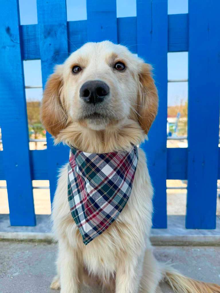 *ADOPTED* <br> Finn 
