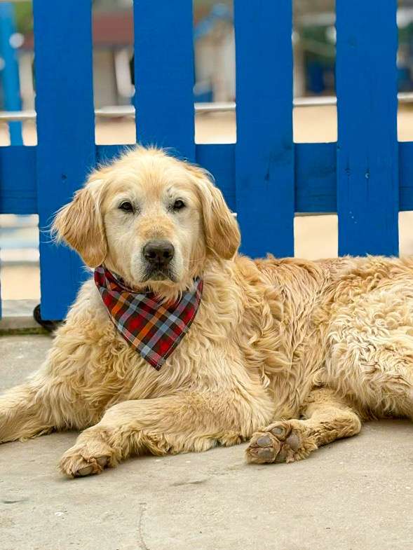 *ADOPTED* <br> Sawyer 