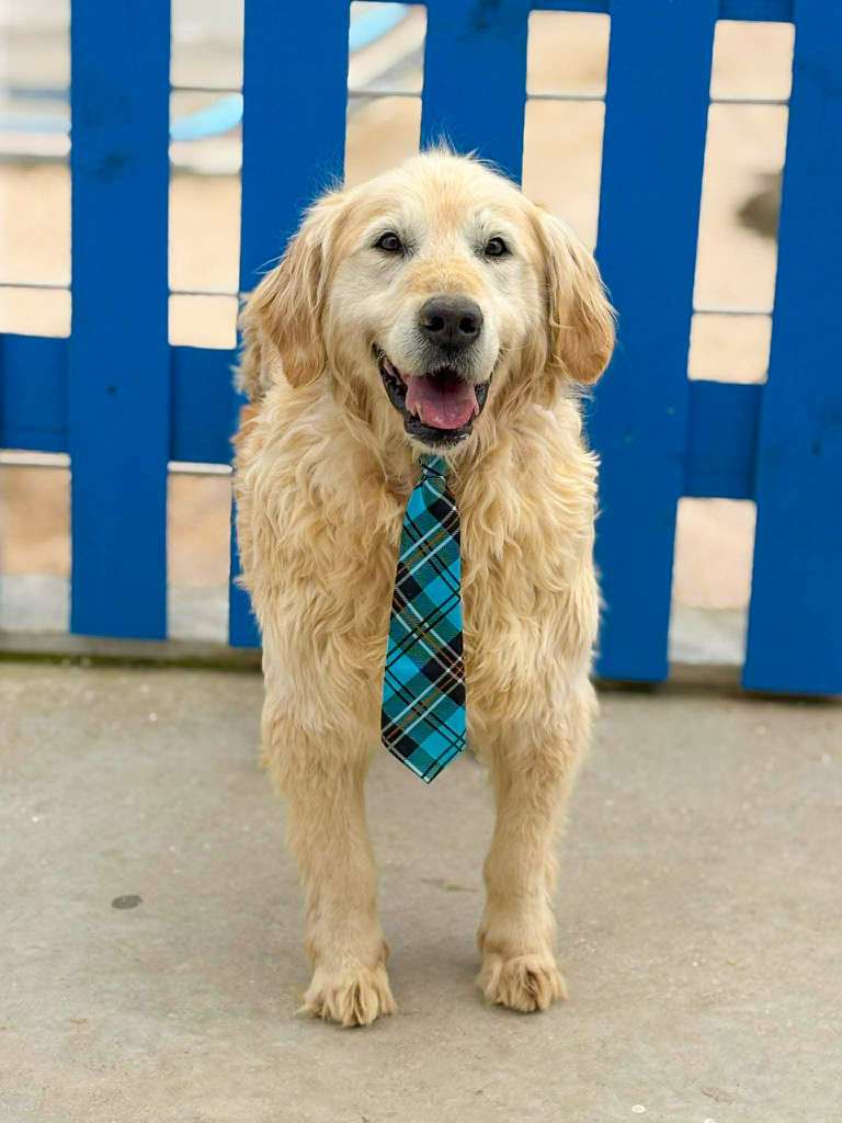 *ADOPTED* <br> Sawyer 