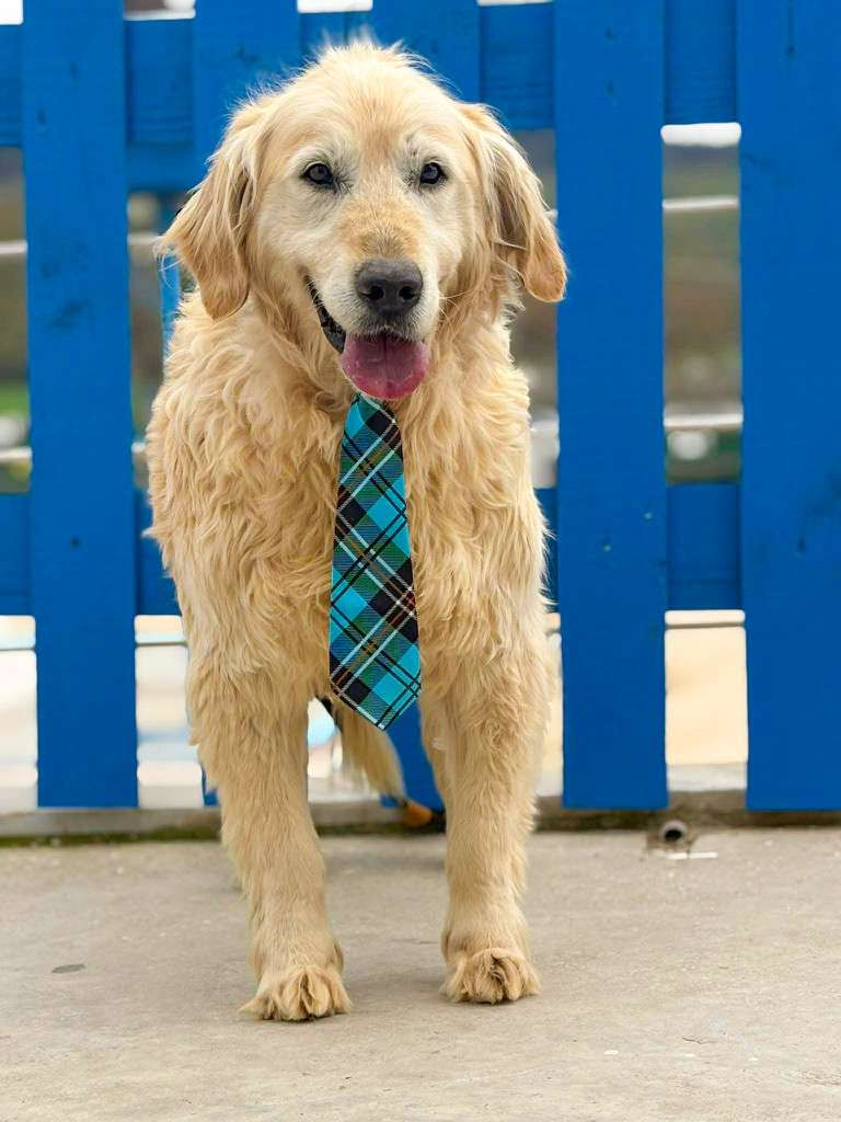 *ADOPTED* <br> Sawyer 