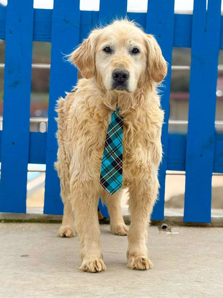 *ADOPTED* <br> Sawyer 