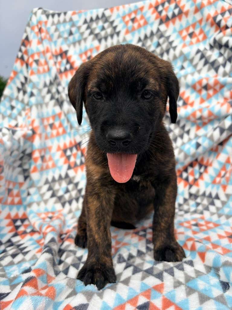 Kit Kat