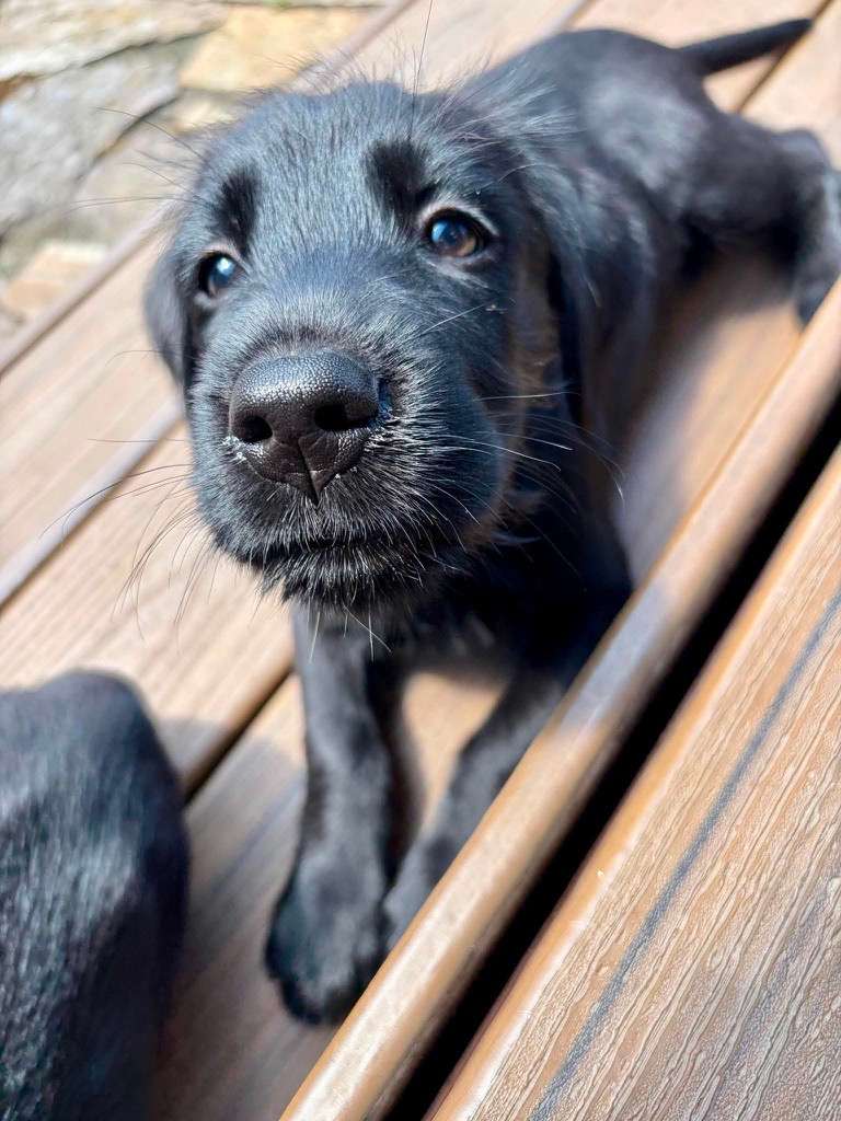 *ADOPTED* <br> Starburst 