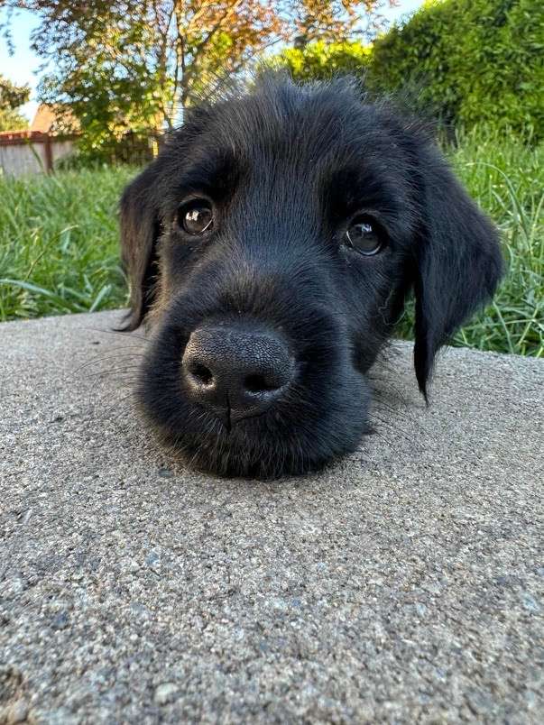*ADOPTED* <br> Starburst 