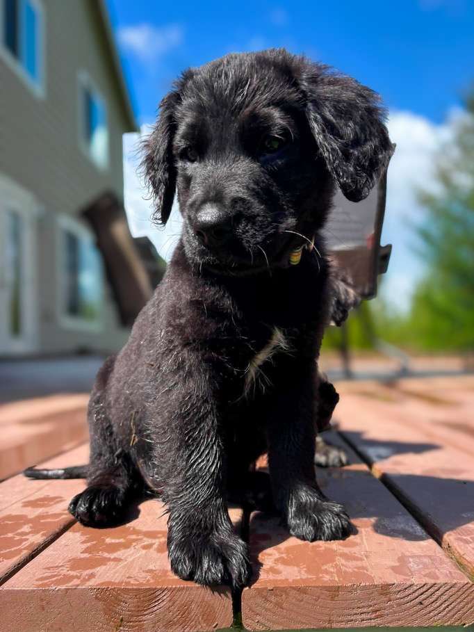 *ADOPTED* <br> Baby Ruth
