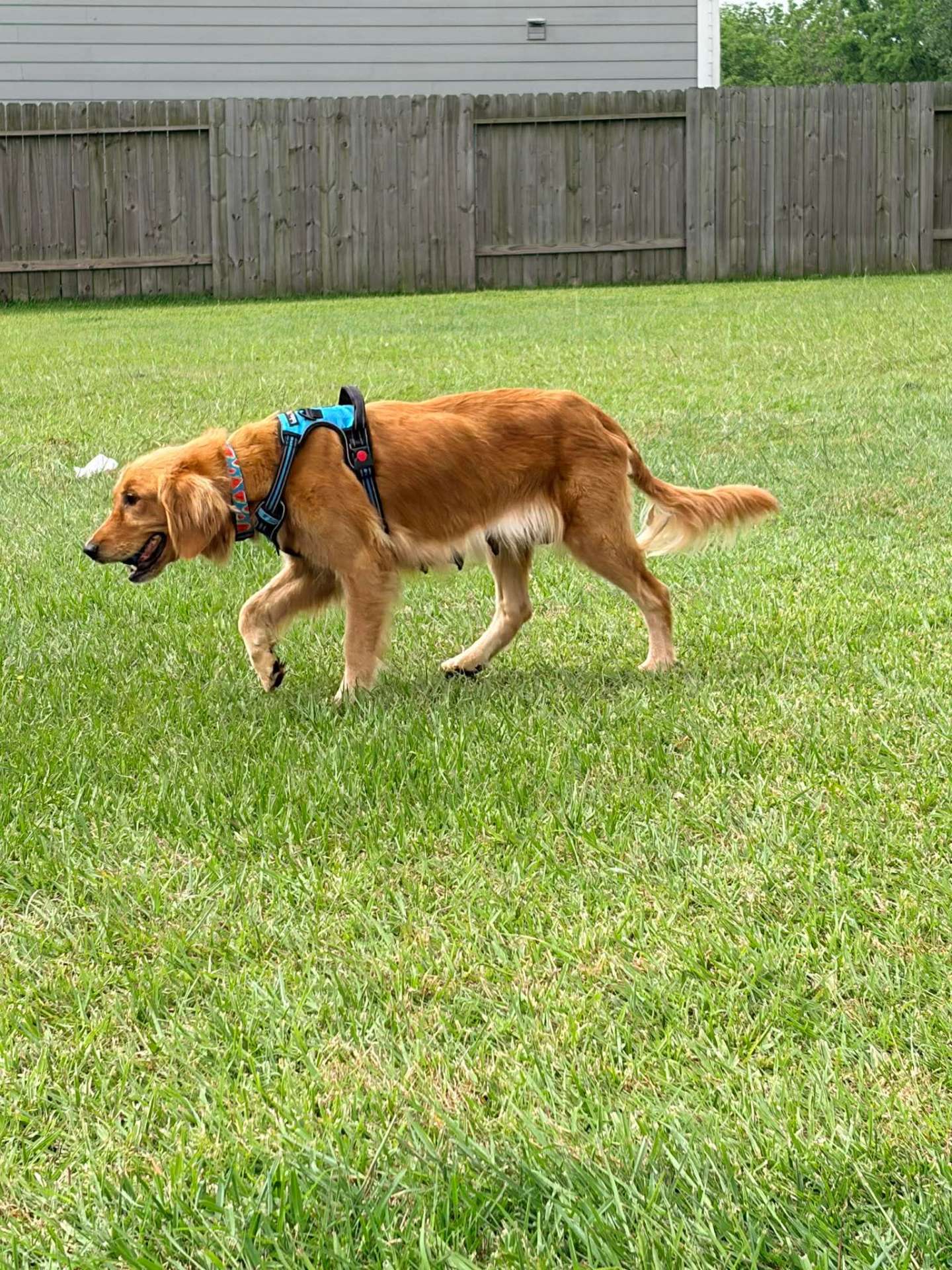 *ADOPTED* <br> Sweetie 