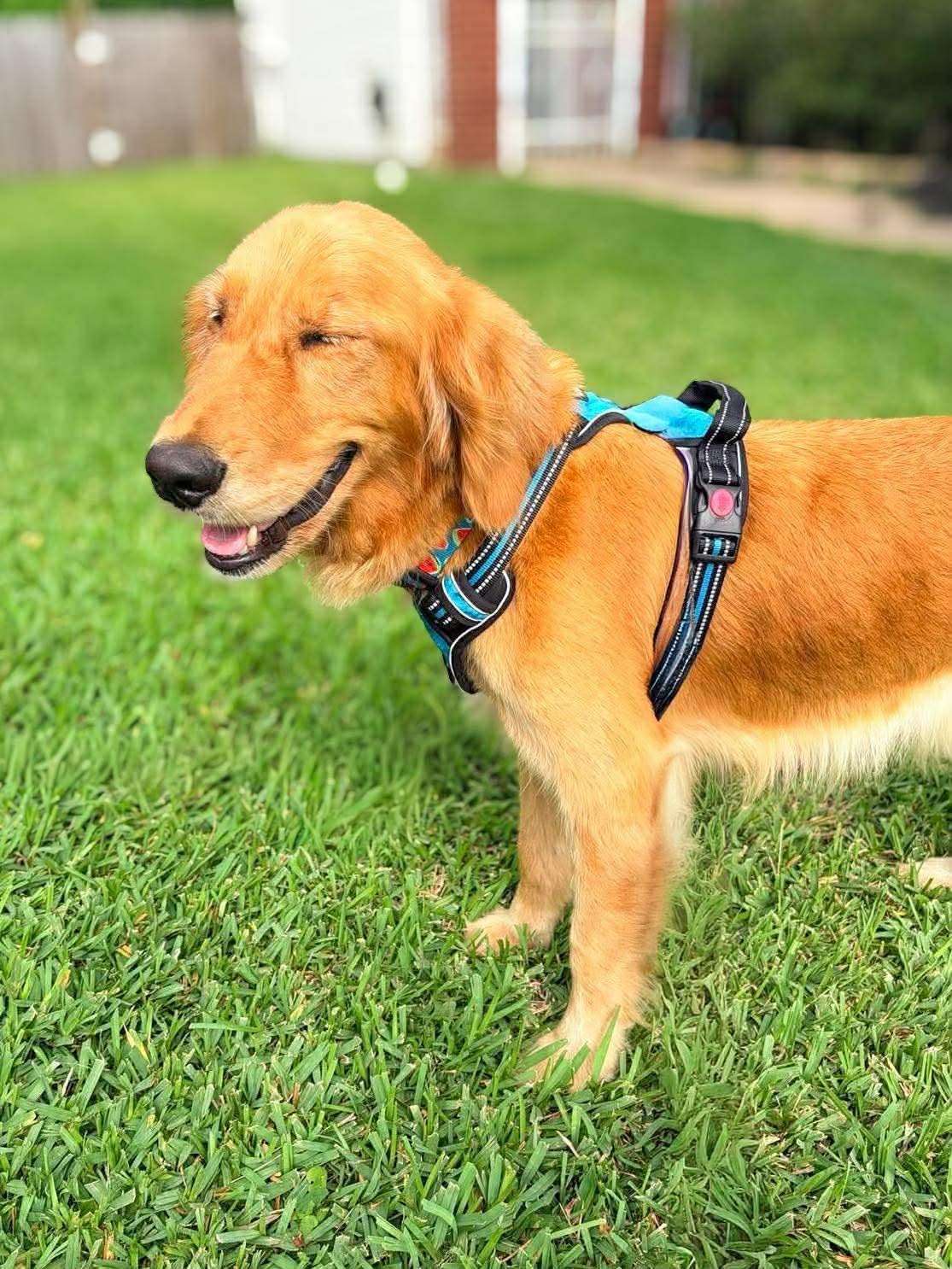 *ADOPTED* <br> Sweetie 