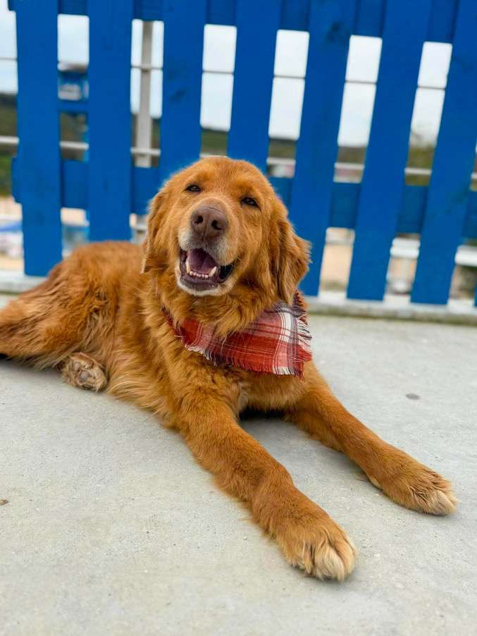 *ADOPTED* <br> October 