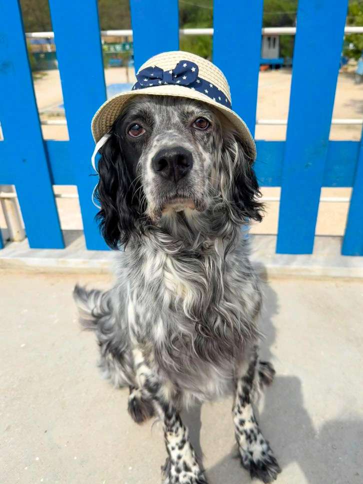 *ADOPTED*  <br>  Efnan
