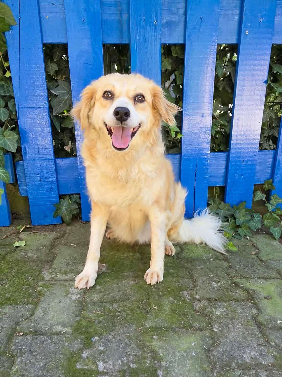 Goldie