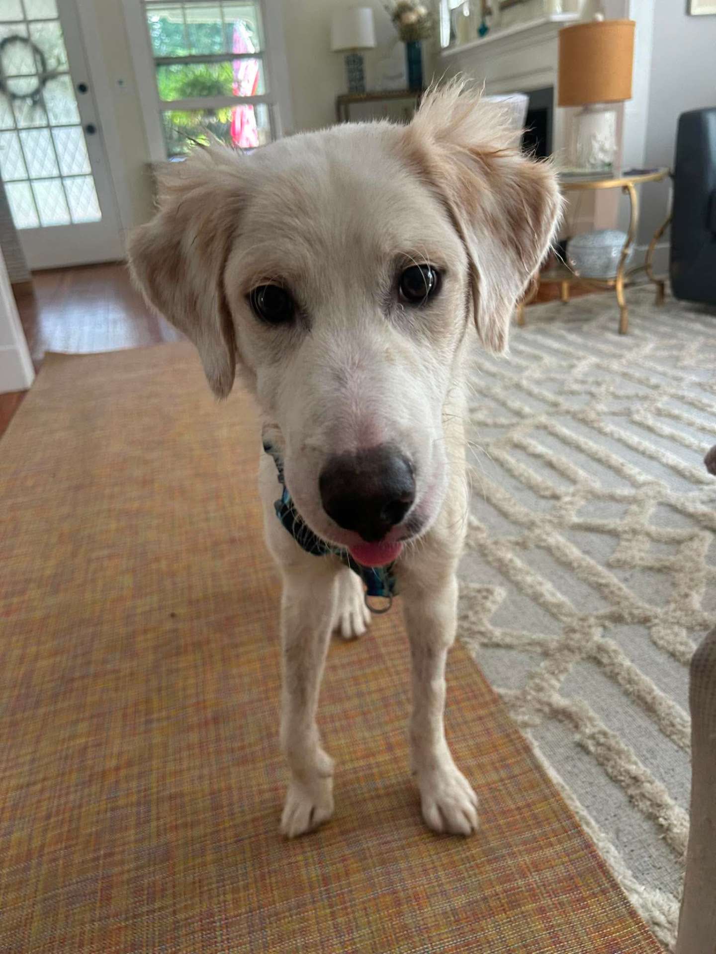Buddy